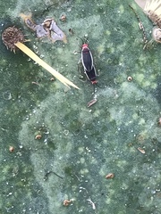 Hesperolabops gelastops