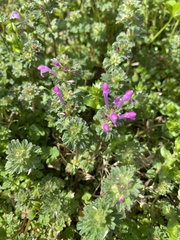 Lamium amplexicaule