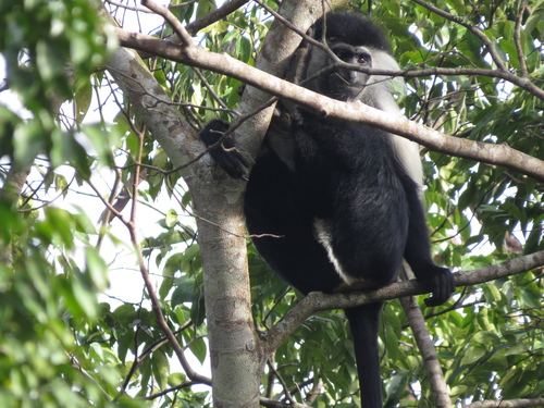 Angola Colobus