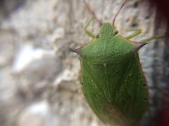 Chlorocoris loxoides