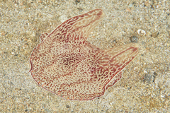 Coeloplana meteoris