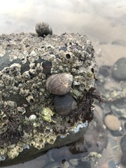 Littorina littorea