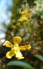 Grandiphyllum auricula