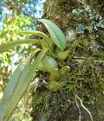 Grandiphyllum auricula
