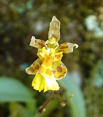 Grandiphyllum auricula