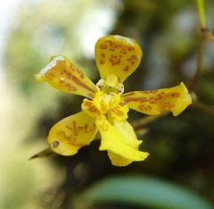 Grandiphyllum auricula