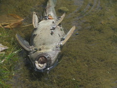 Hypostomus