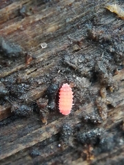 Bilobella braunerae