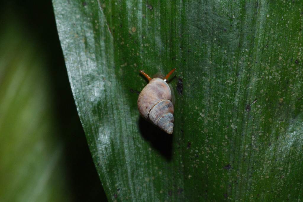Omphalotropis albolabris