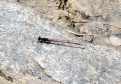 Oxyagrion rubidum