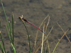 Oxyagrion rubidum