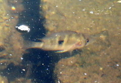 Gymnogeophagus meridionalis