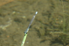 Acanthagrion lancea