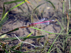 Oxyagrion rubidum