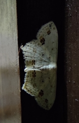 Scopula pulchellata agg