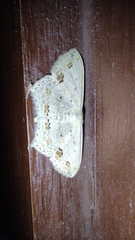 Scopula pulchellata agg