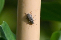 Sitona lineatus