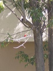 Pyrocephalus rubinus