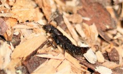 Platydracus cinnamopterus