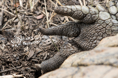 Crocodylus niloticus cowiei