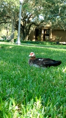 Cairina moschata domestica