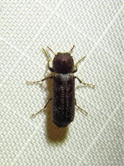 Amphicerus bicaudatus