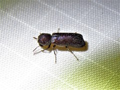 Amphicerus bicaudatus