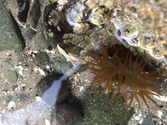 Actinia equina