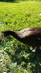 Cairina moschata domestica