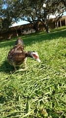 Cairina moschata domestica