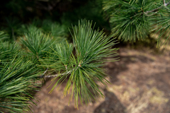 Pinus armandi