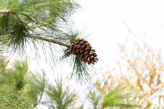 Pinus armandi