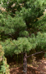 Pinus armandi