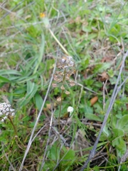 Teesdalia coronopifolia
