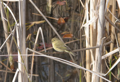 Phylloscopus collybita