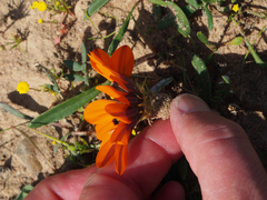 Gazania rigida