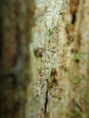 Chaenotheca xyloxena