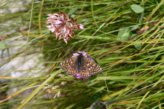 Euphydryas aurinia debilis
