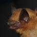 Black-winged Little Yellow Bat - Photo (c) Juan Cruzado Cortés, some rights reserved (CC BY-SA), uploaded by Juan Cruzado Cortés