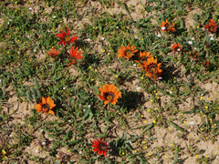 Gazania rigida