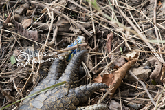 Crocodylus niloticus cowiei