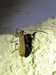 Sparedrus aspersus