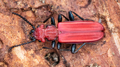 Cucujus cinnaberinus
