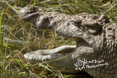 Crocodylus niloticus cowiei
