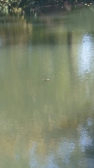 Trachemys scripta elegans