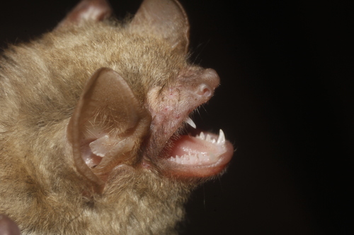 Southern Yellow Bat