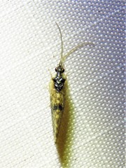 Sympherobius barberi