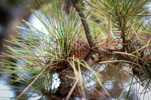 Chinese red pine (Pinus tabuliformis)