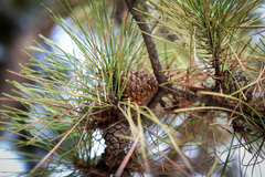 Pinus tabuliformis