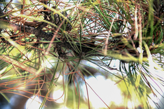 Pinus tabuliformis